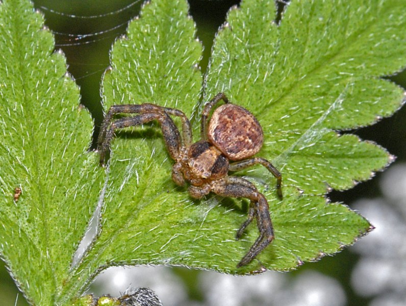 Thomisudae: Giovane maschio di Xysticus sp.  - Passo del Faiallo (GE)